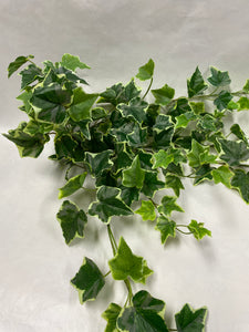 Variegated Ivy Bunch