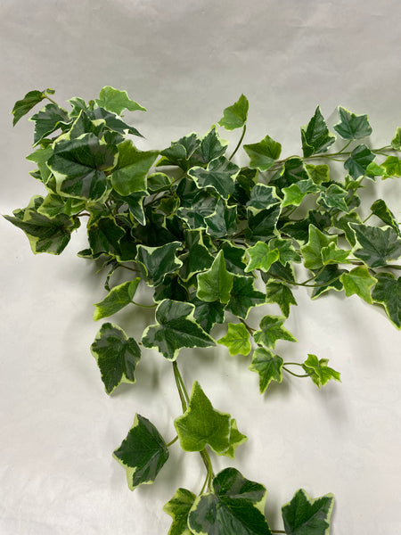 Variegated Ivy Bunch