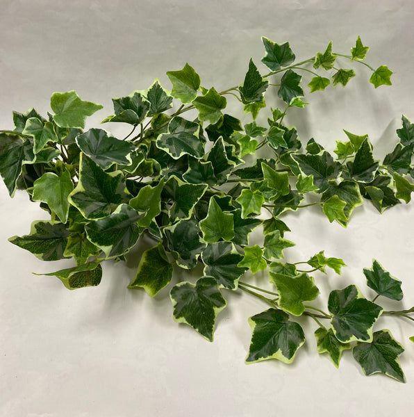 Variegated Ivy Bunch