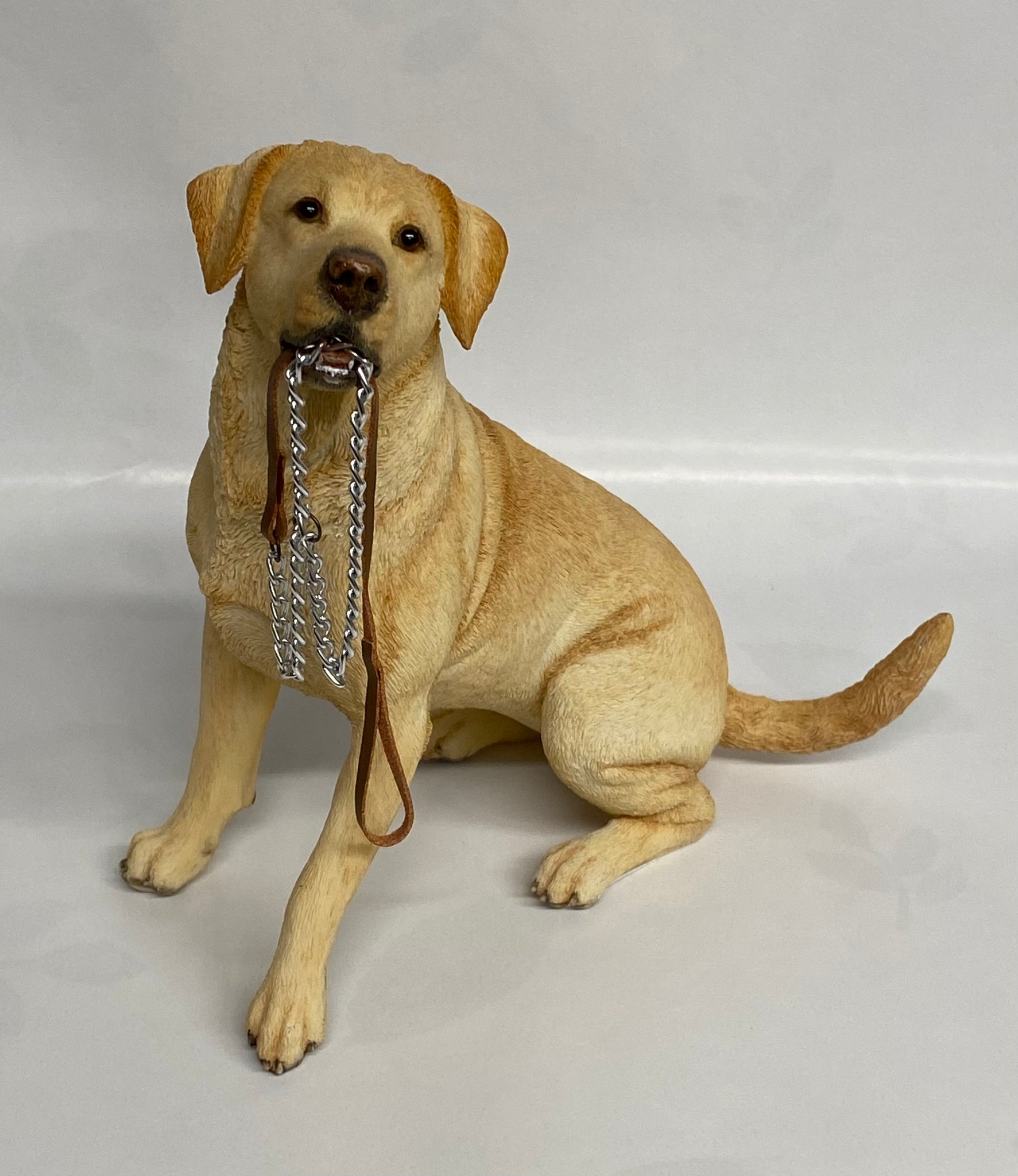 Golden Labrador-Sitting